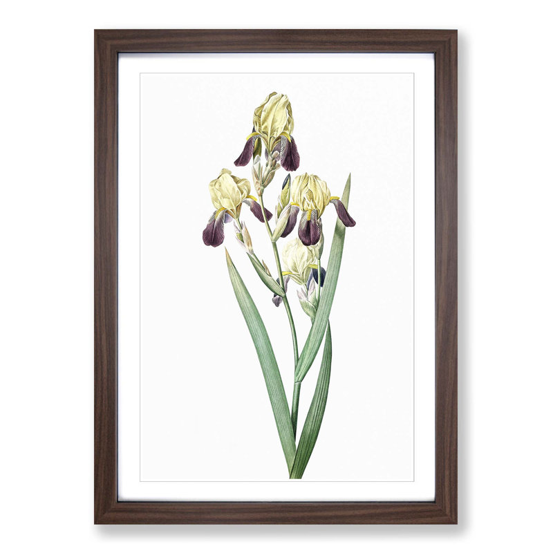 Elder-scented Iris Flower by Pierre-Joseph Redoute - Picture Frame Painting Print, Walnut Framed, 48cm H x 36cm W x 2cm D
