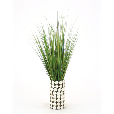 Herbe panachée dans un pot en verre cylindrique