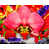 Wrapped Canvas