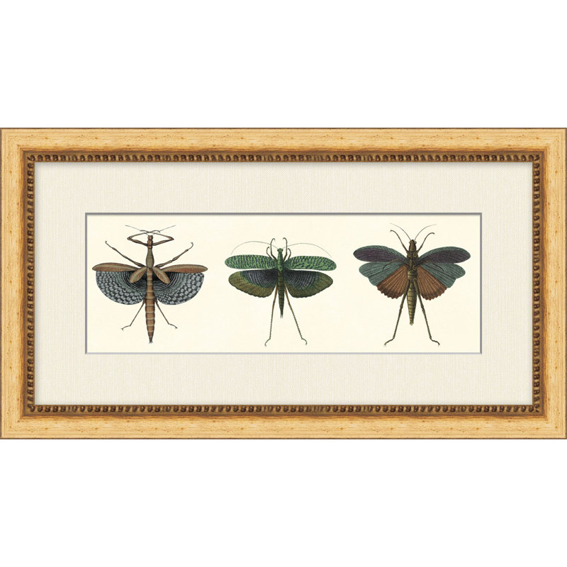Specimen Trio 1 Print by Lillian August