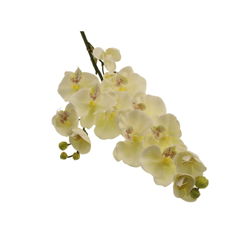 Orchid Arrangement