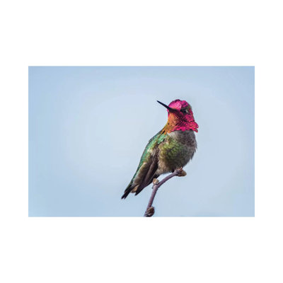 USA. Washington State. Male Anna's Hummingbird Flashes His Iridescent Gorget. 1 Piece Wrapped Canvas Wall Art