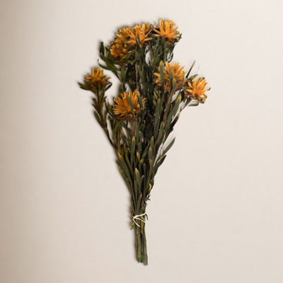 Plumosum Stems