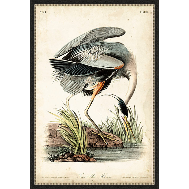 " Great Blue Heron "