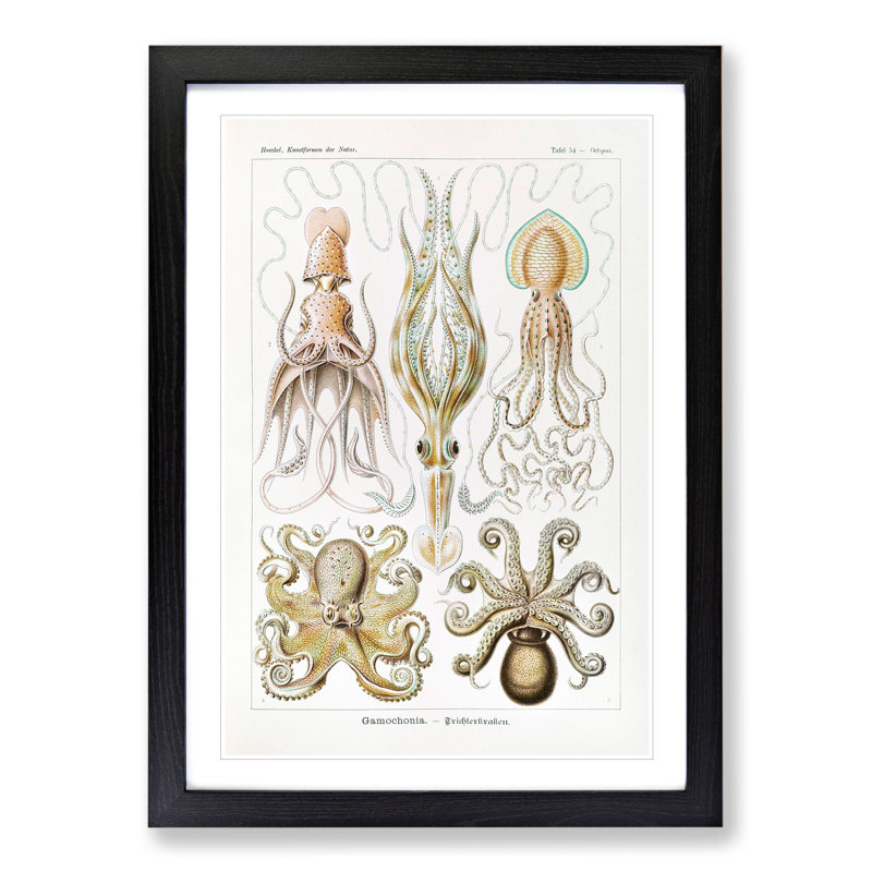 Octopus and Squid by Ernst Haeckel - Picture Frame Painting, Black Framed, 36cm H x 27cm W x 2cm D