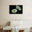 Grande marguerite Harnek Leucanthemum Vulgare-107842209