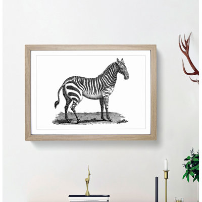 Zebra in Black & White by George Shaw - Picture Frame Drawing Print