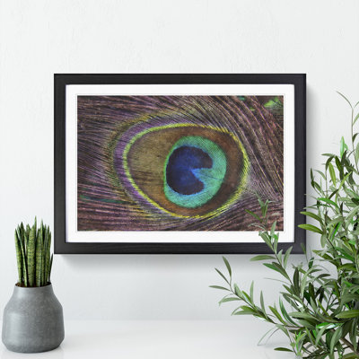 Peacock Feather - Framed Print