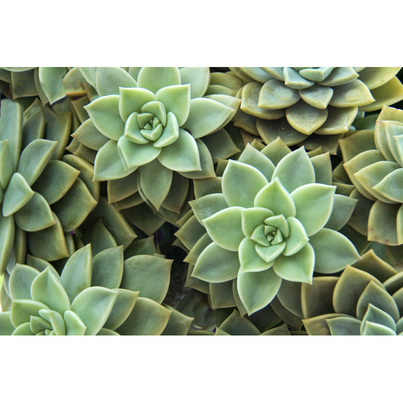 Closeup Of Succulents by Sultancicekgil - Wrapped Canvas Print, 51cm H x 76cm W