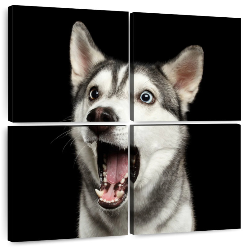 Husky de Sibérie Brampt Surpris, H 18 po x l 18 po