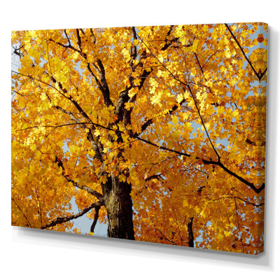 " Autumn Maple Tree "