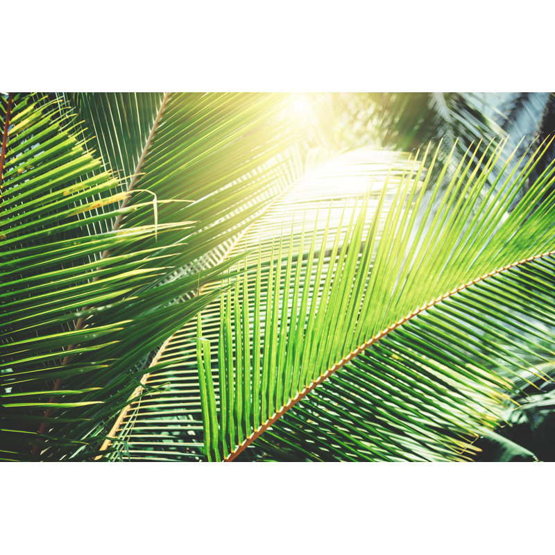 Fond d'arbres tropicaux par Andrey Danilovich, H 12 po x l 18 po