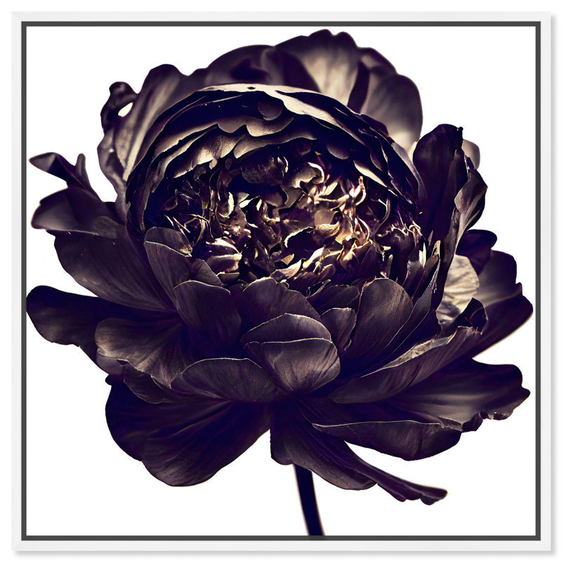 Pivoine noire - Impression sur toile, Cadre blanc, H 21 po x l 21 po
