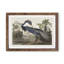 Louisiana Heron by John James Audubon - Framed Print-48228533-48228536