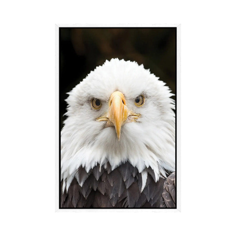 Regal Eagle by David Gardiner - Gallery-Wrapped Canvas Giclée on Canvas, White Framed, 66.04 cm H x 45.72 cm W