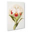 Magnolia Flowers Illustration Tab. 46 by Frederick Sander - Wrapped Canvas-55309223