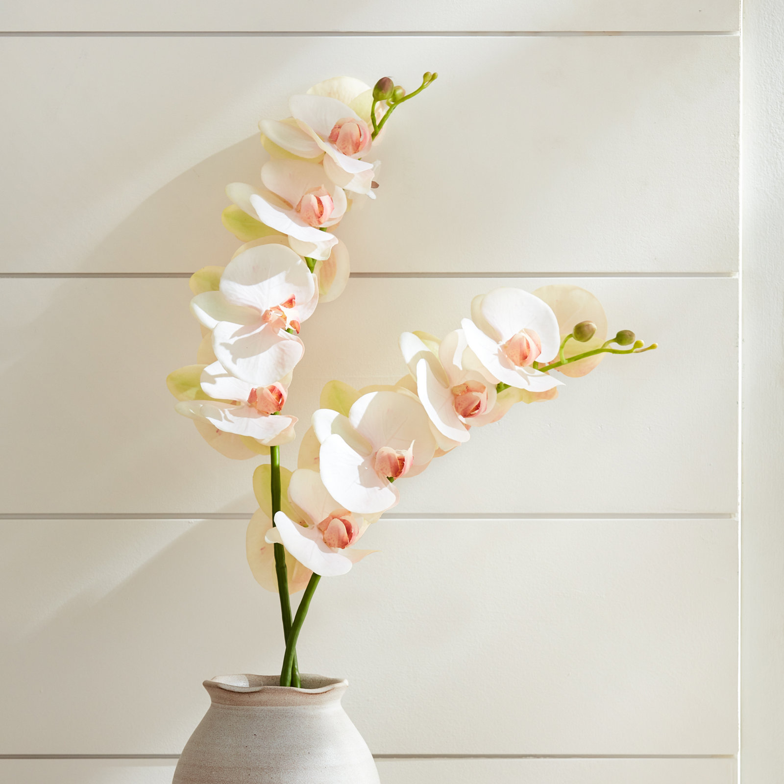 Phalaenopsis Orchid Stems, Blush