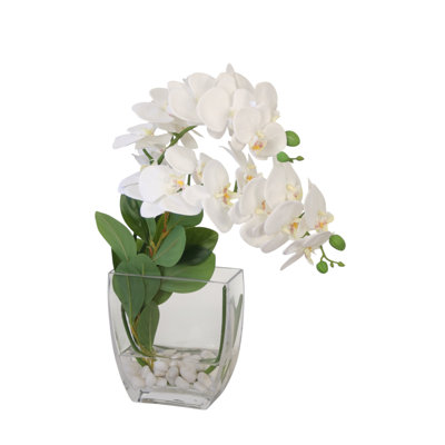 White Phalaenopsis Orchid in Tapered Rectangle Vase