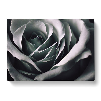 Striking Rose Flower - Wrapped Canvas