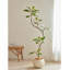 Simulation Green Rubber Tree Banyan Living Room Decoration-110824858