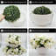 13.5cm Plant-2144995444