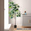 Figuier figuier figuier 4 branches en pot-88616027