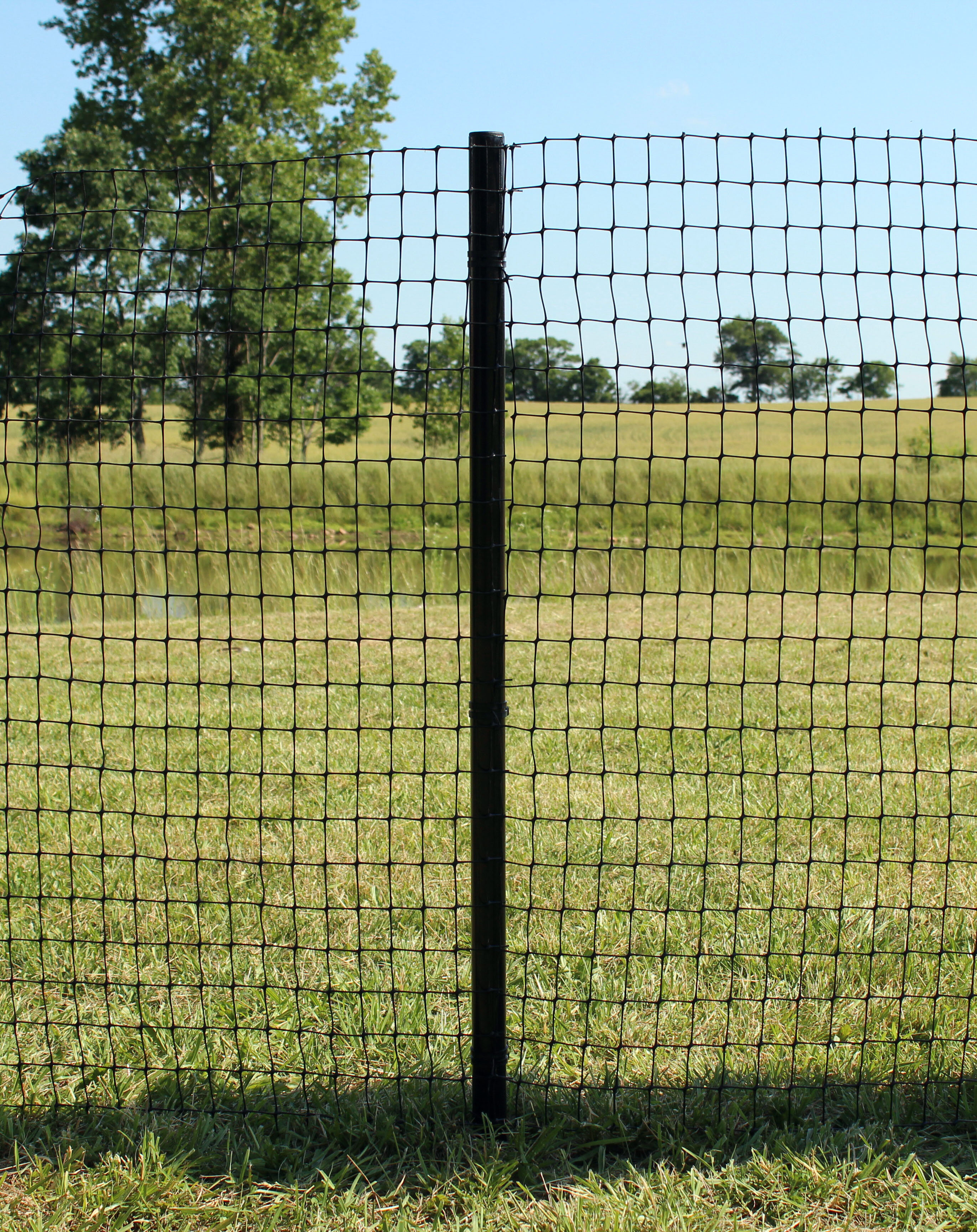 dog-fence-1200x686.jpg