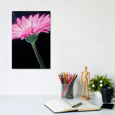 Ray Of Light Pink Gerber Daisy - Wrapped Canvas Print