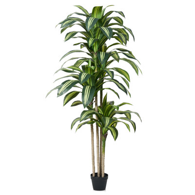 Adcock 72" Dracaena Tree in Pot