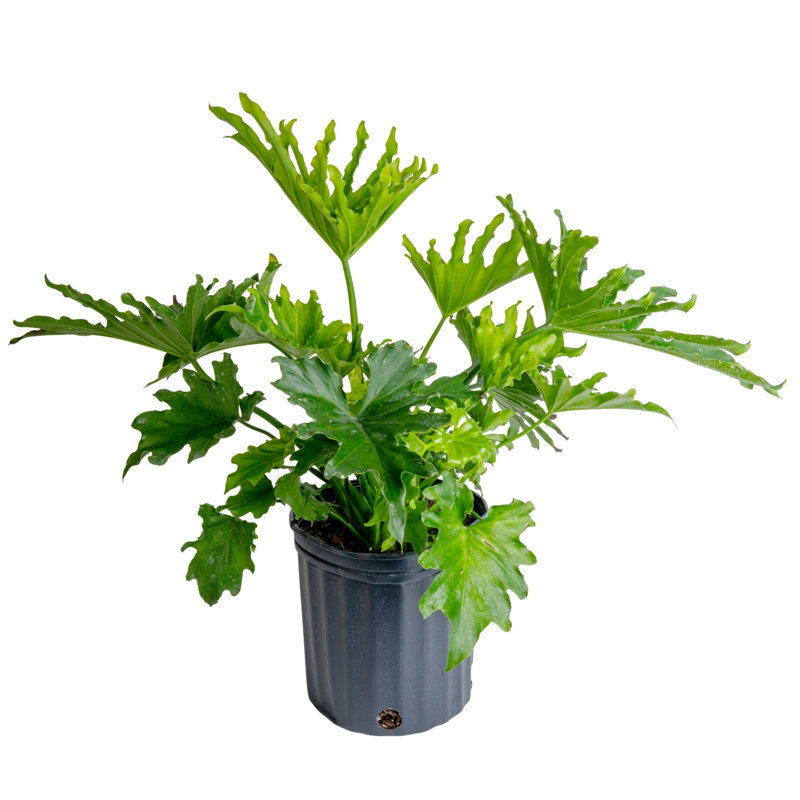 Selloum in Nursery Pot