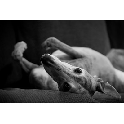 Lévrier à la retraite par Jsheets19