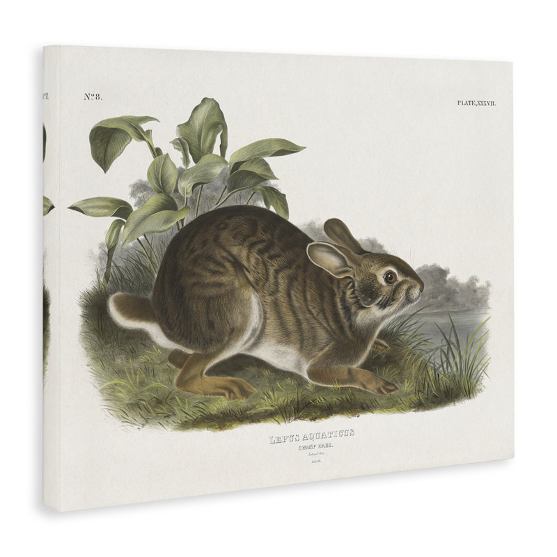 Art mural rétro sur toile de lièvre par Wild Apple Portfolio, H 36 po x l 48 po