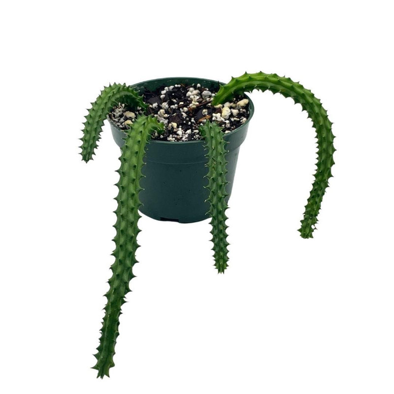 Florida House Plants Huernia Red Dragon Stapelia Cactus Huernia Penzigii  Cactus Plant With Roots | Wayfair