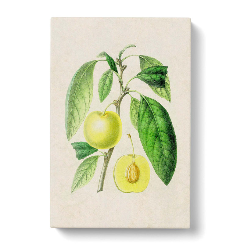 Prune Fruit Illustration - Wrapped Canvas, 60cm H x 40cm W x 3cm D