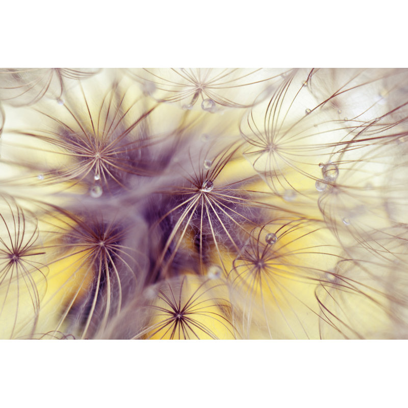 Beauty Dandelion by KulikovaN - Wrapped Canvas Print, 30cm H x 46cm W