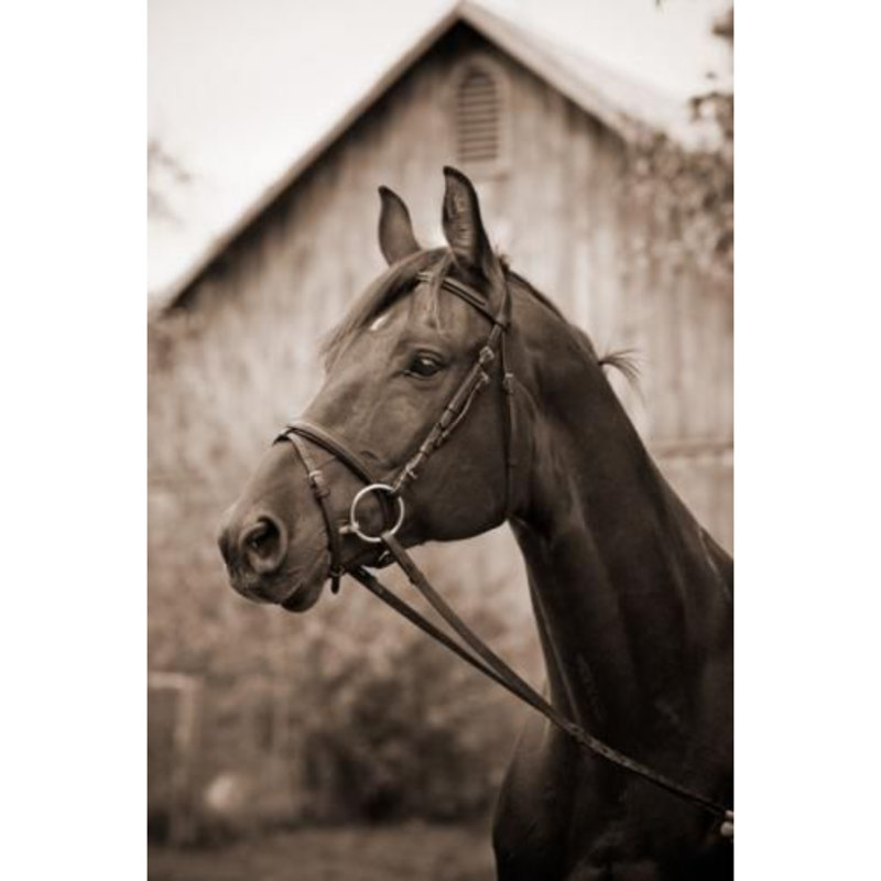 Barn & Bridle - Wrapped Canvas Art Prints, 46cm H x 30cm W