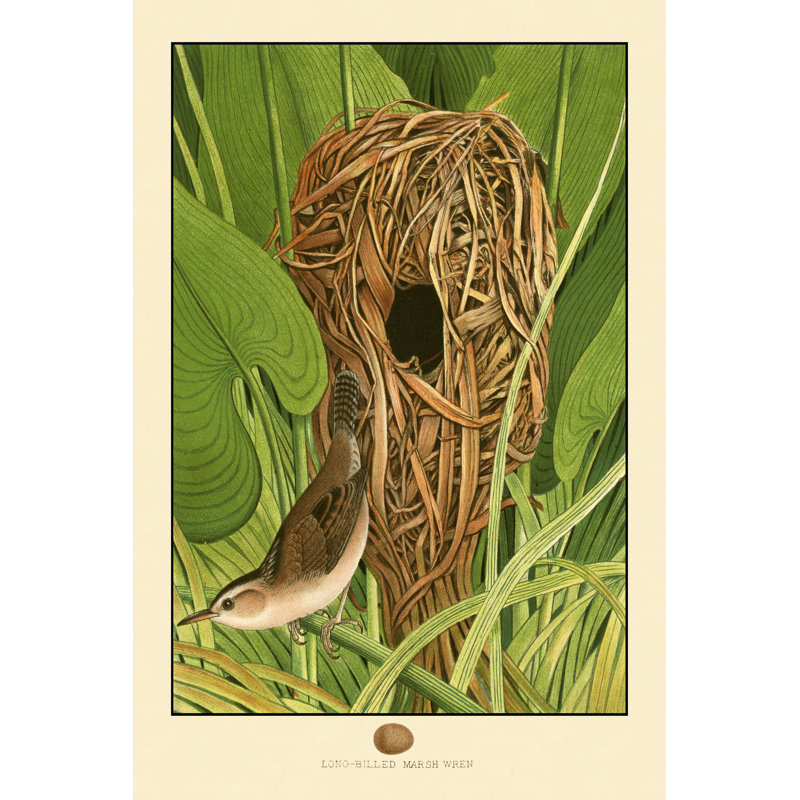Long-Billed Marsh Wren (JP) - Wrapped Canvas Art Prints, 46cm H x 30cm W