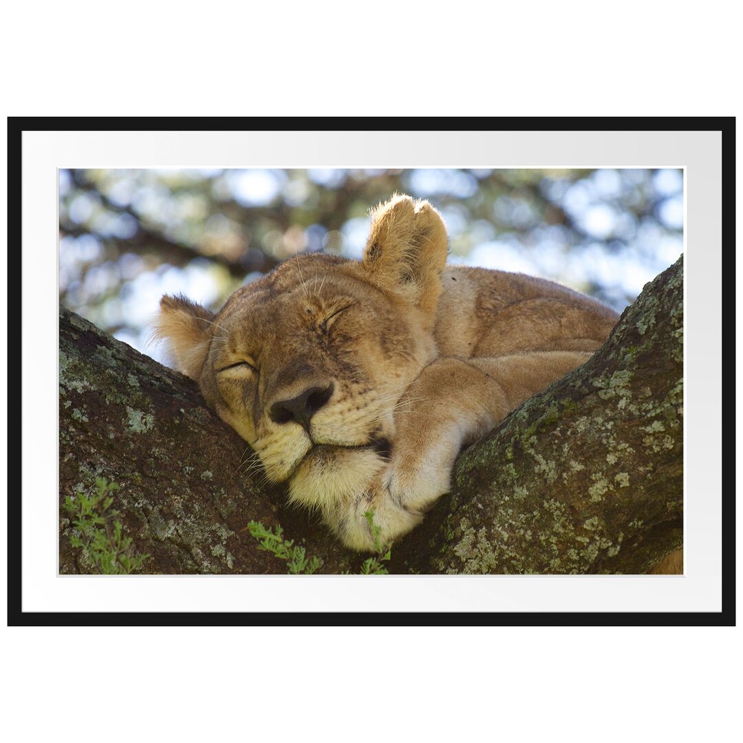 Gerahmtes Poster Müde Löwin ruht auf Baum