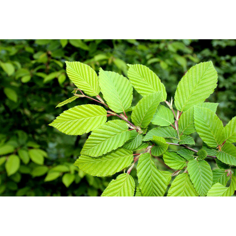 Elm by Bgfoto, 24" H x 36" W