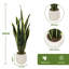 17.5cm Plant-534778520
