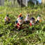7 pièces de décoration gnome jardinage décoration père Noël décorations pvc artisanat fleurs nain