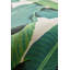 HINSON PALM GRASSCLOTH TRIMMED