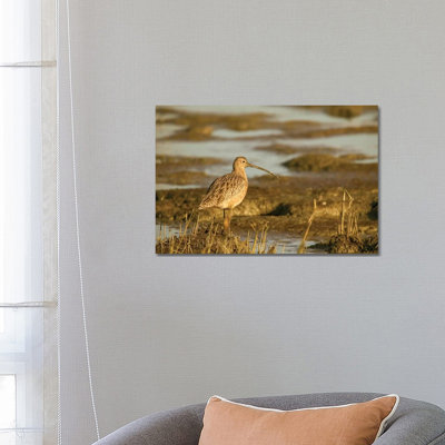Long-Billed Curlew Walking In A Tidal Mudflat, Palo Alto Baylands Nature Preserve, California, USA by Janet Horton - Wrapped Canvas Print