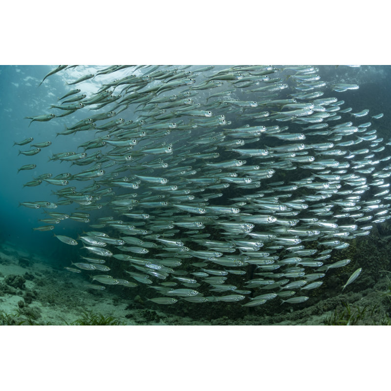Juvenile Sardine by Inusuke - Wrapped Canvas Print, 30cm H x 46cm W x 3.8cm D