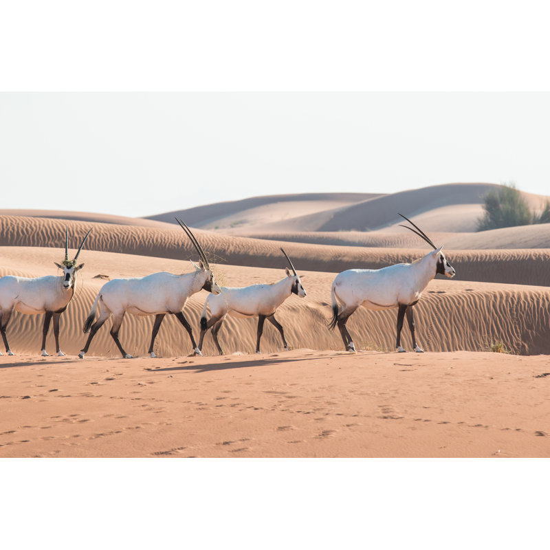 Arabian Oryx in Desert par Kertu_Ee - Photographie sur toile tendue, L 36 po x H 24 po