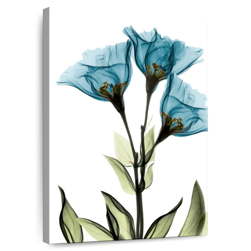 Harnek Gentian, 30" H x 20" W