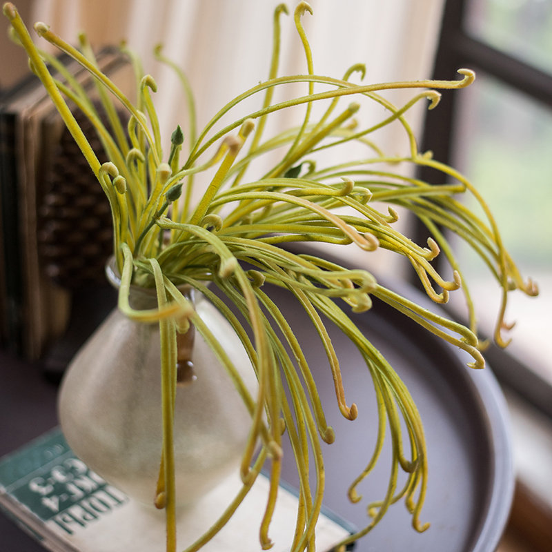 Tige de sarracenia artificielle, 3 tiges