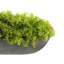 Moss 6" Artificial in Fiberstone Planter-1306162796-1306519053