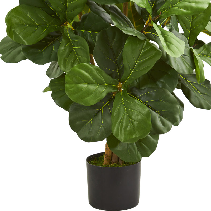 Figuier 36 po en pot