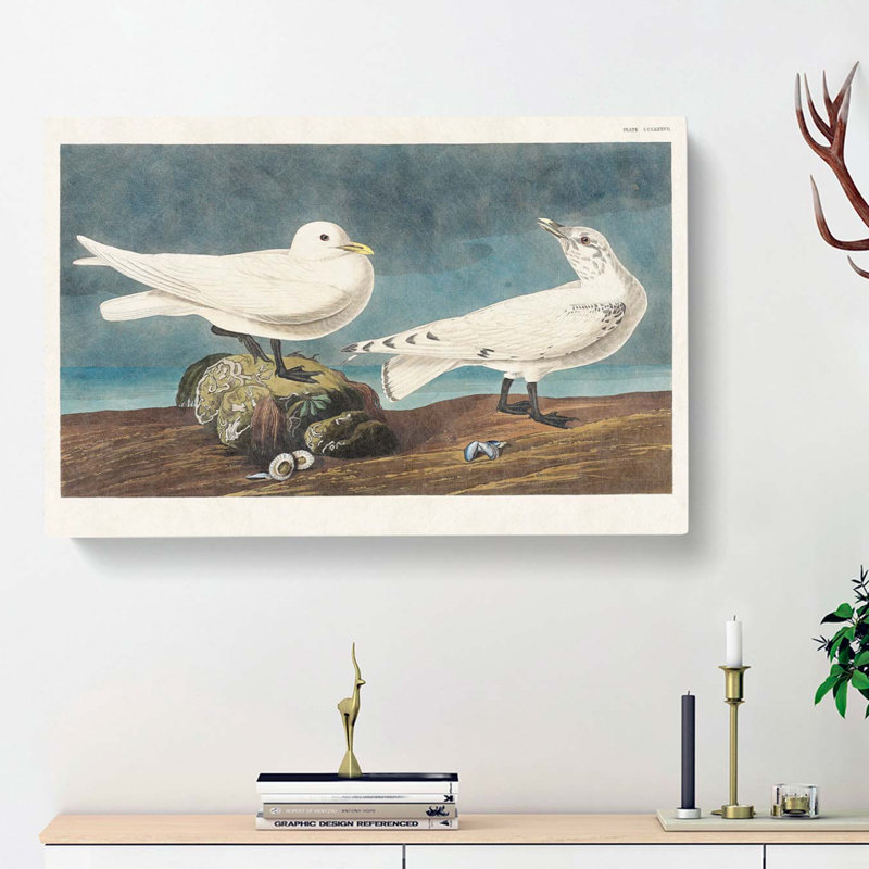 Ivory Gull by John Audubon - Wrapped Canvas, 40cm H x 60cm W x 3cm D